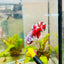 Plakat Red Snow Koi Male Betta Jul33 Male betta