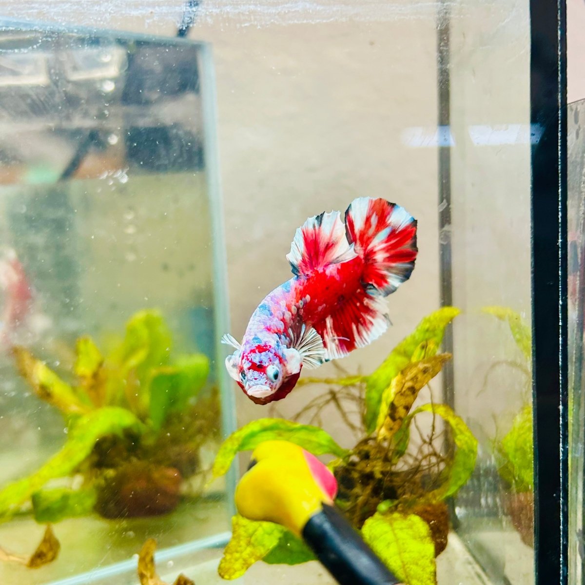 Plakat Red Snow Koi Male Betta Jul33 Male betta