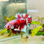 Plakat Red Snow Koi Male Betta Jul33 Male betta