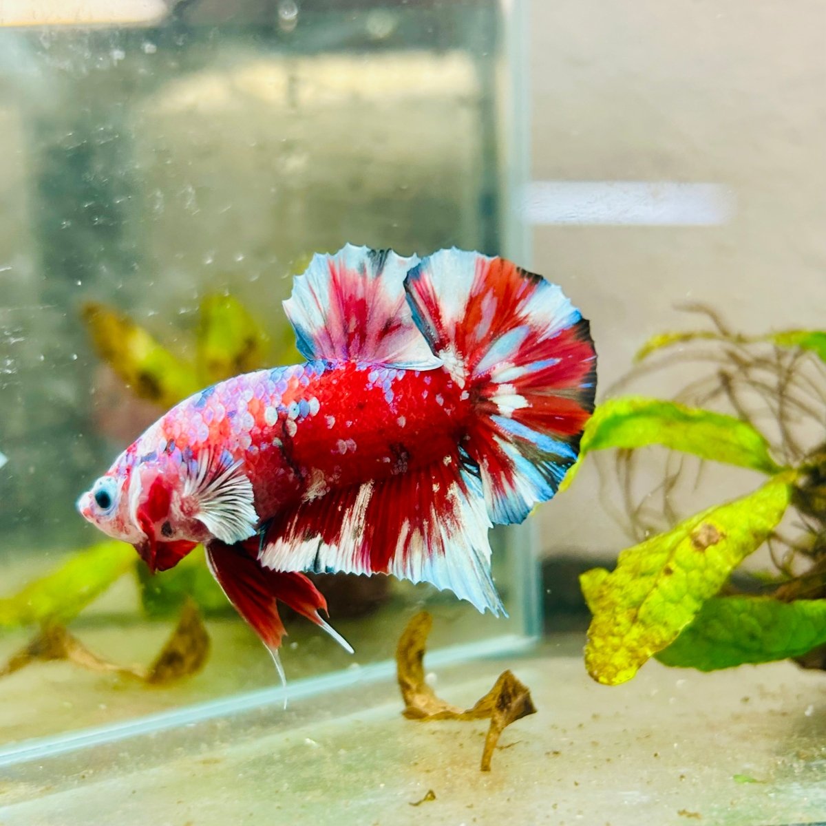 Plakat Red Snow Koi Male Betta Jul33 Male betta