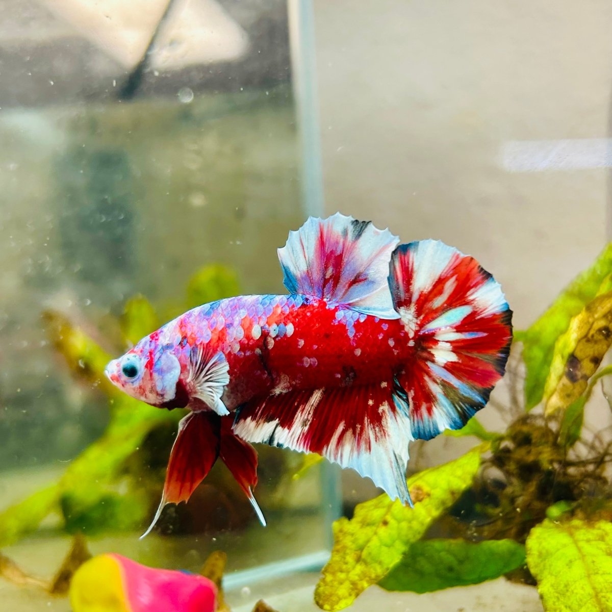 Plakat Red Snow Koi Male Betta Jul33 Male betta