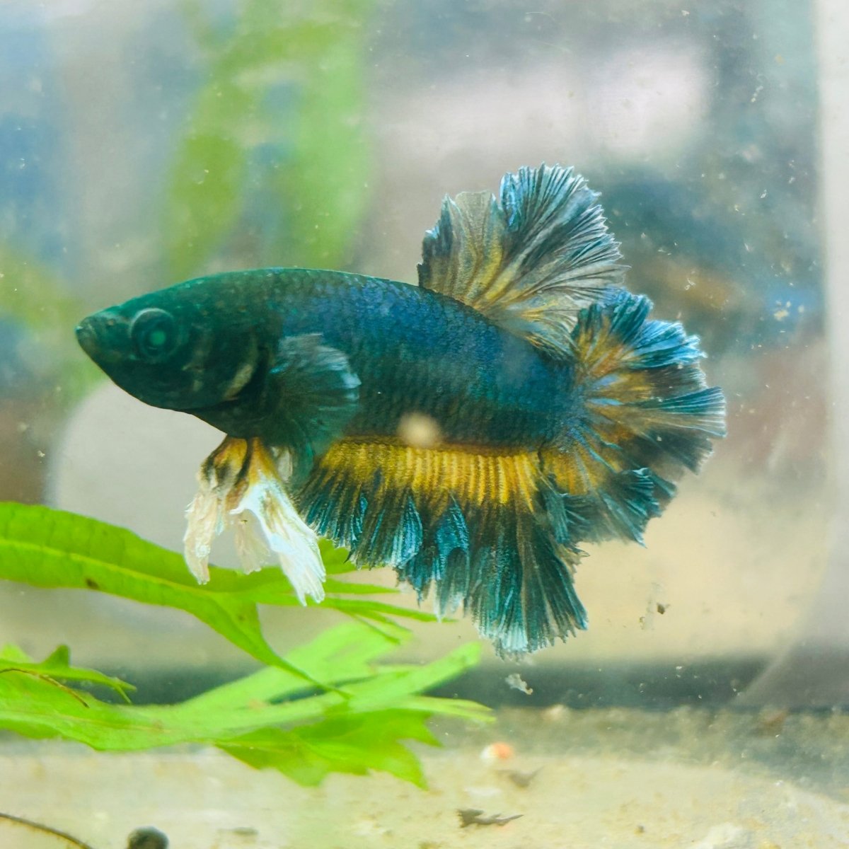 Plakat rose tail Yellow Mustard Neon Male Betta 050