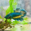 Plakat rose tail Yellow Mustard Neon Male Betta 050