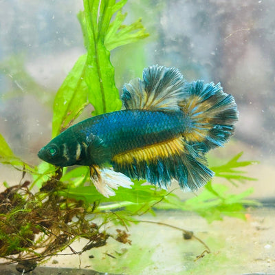 Plakat rose tail Yellow Mustard Neon Male Betta 050