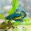 Plakat rose tail Yellow Mustard Neon Male Betta 050