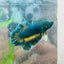 Plakat rose tail Yellow Mustard Neon Male Betta 050