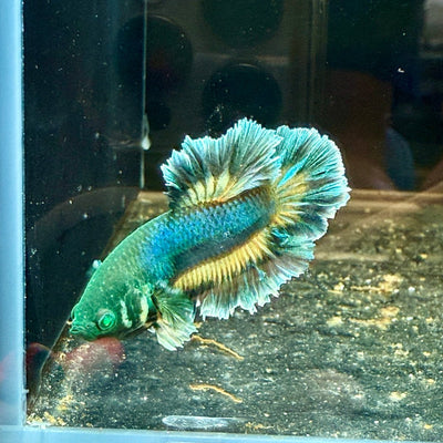 Plakat rose tail Yellow Mustard Neon Male Betta J36