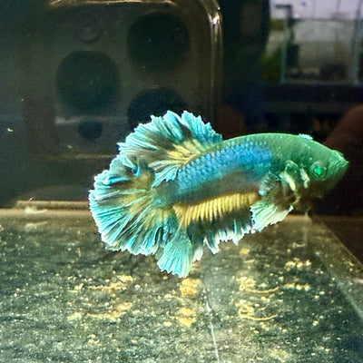 Plakat rose tail Yellow Mustard Neon Male Betta J36