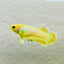 Plakat Rosetail Yellow Neon Female Betta 106