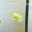 Plakat Rosetail Yellow Neon Female Betta 106