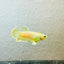 Plakat Rosetail Yellow Neon Female Betta 106