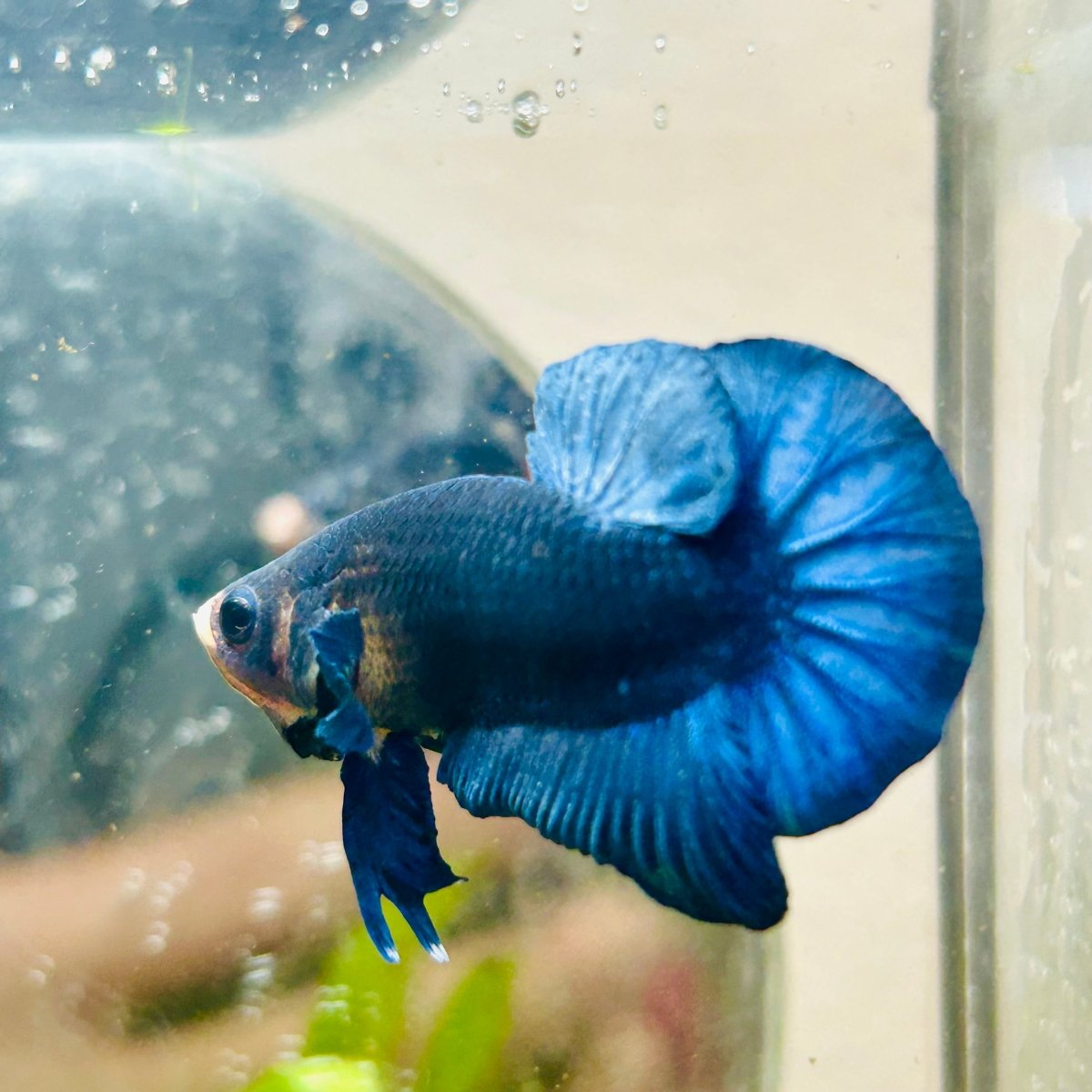 Plakat Royal Blue Male Betta 173 Male betta