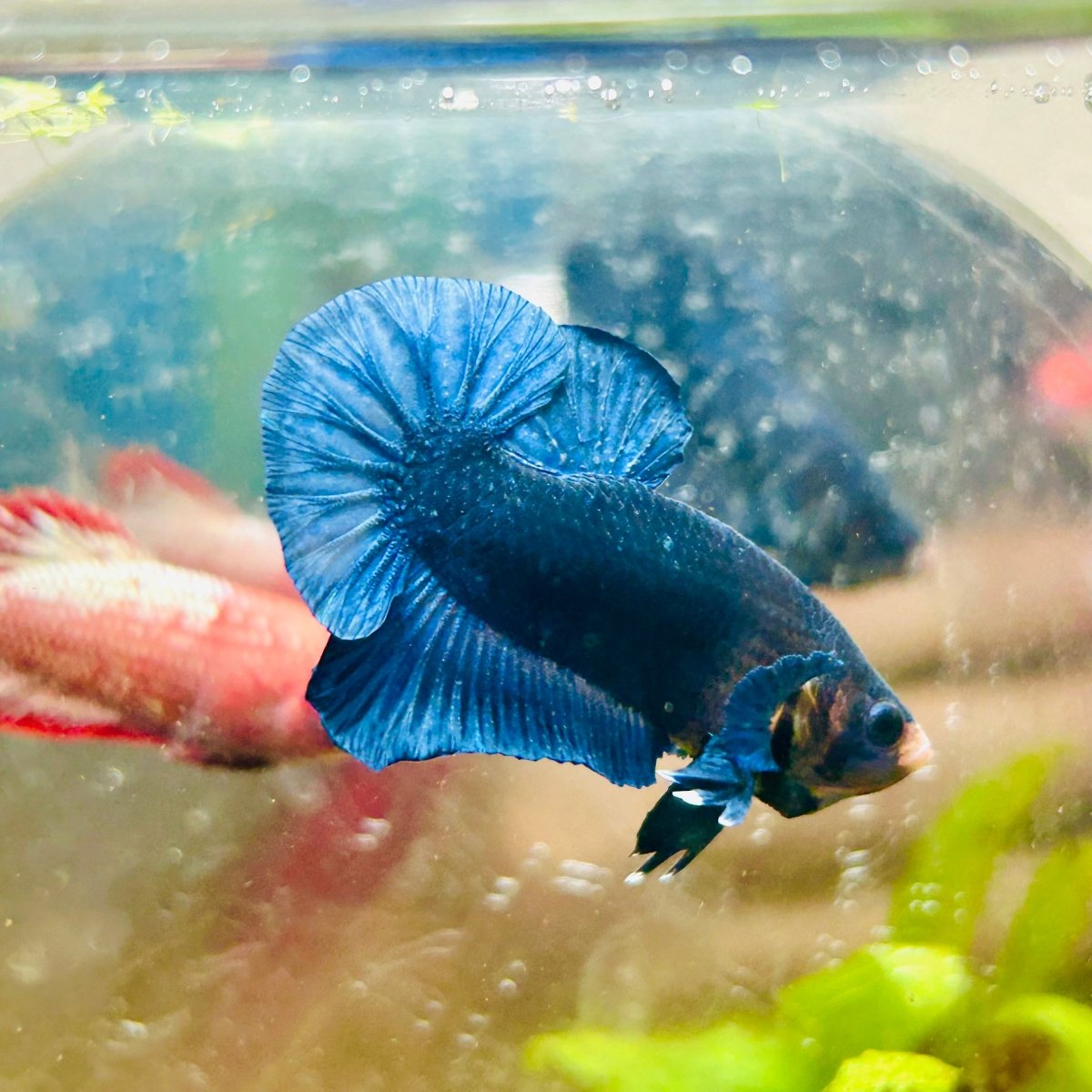 Plakat Royal Blue Male Betta 173 Male betta