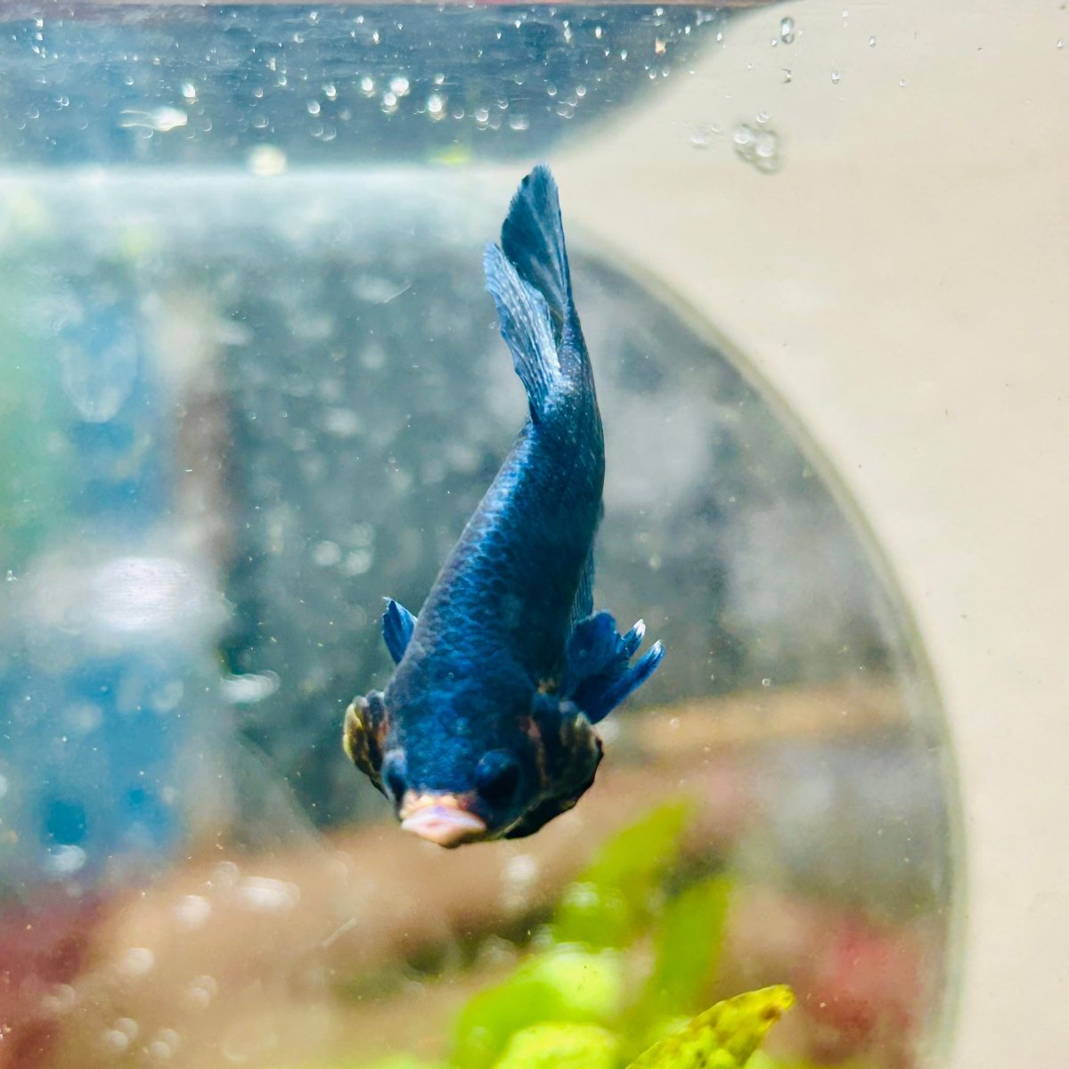 Plakat Royal Blue Male Betta 173 Male betta