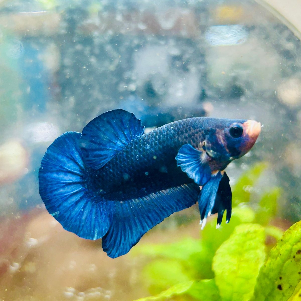 Plakat Royal Blue Male Betta 173 Male betta