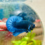 Plakat Royal Blue Male Betta 173 Male betta