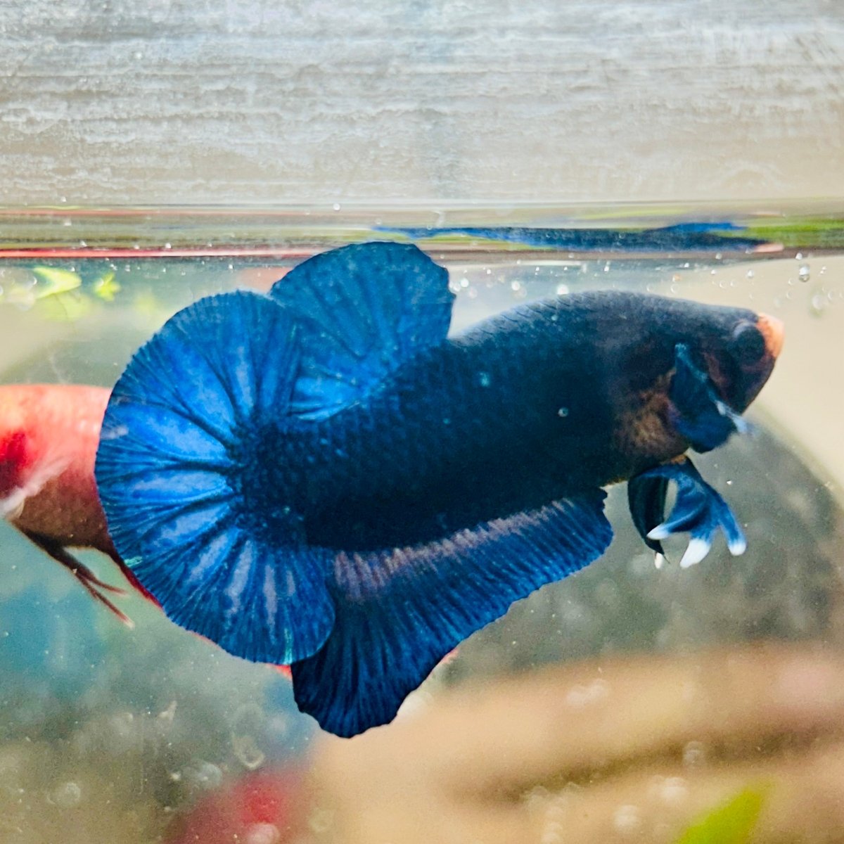 Plakat Royal Blue Male Betta 173 Male betta
