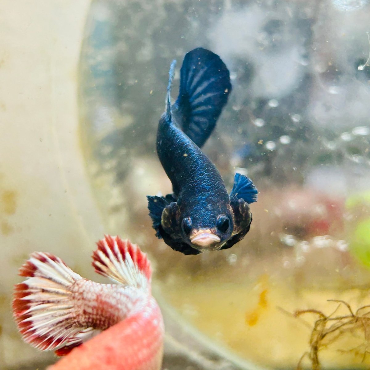 Plakat Royal Blue Male Betta 173 Male betta