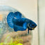 Plakat Royal Blue Male Betta 175 Male betta
