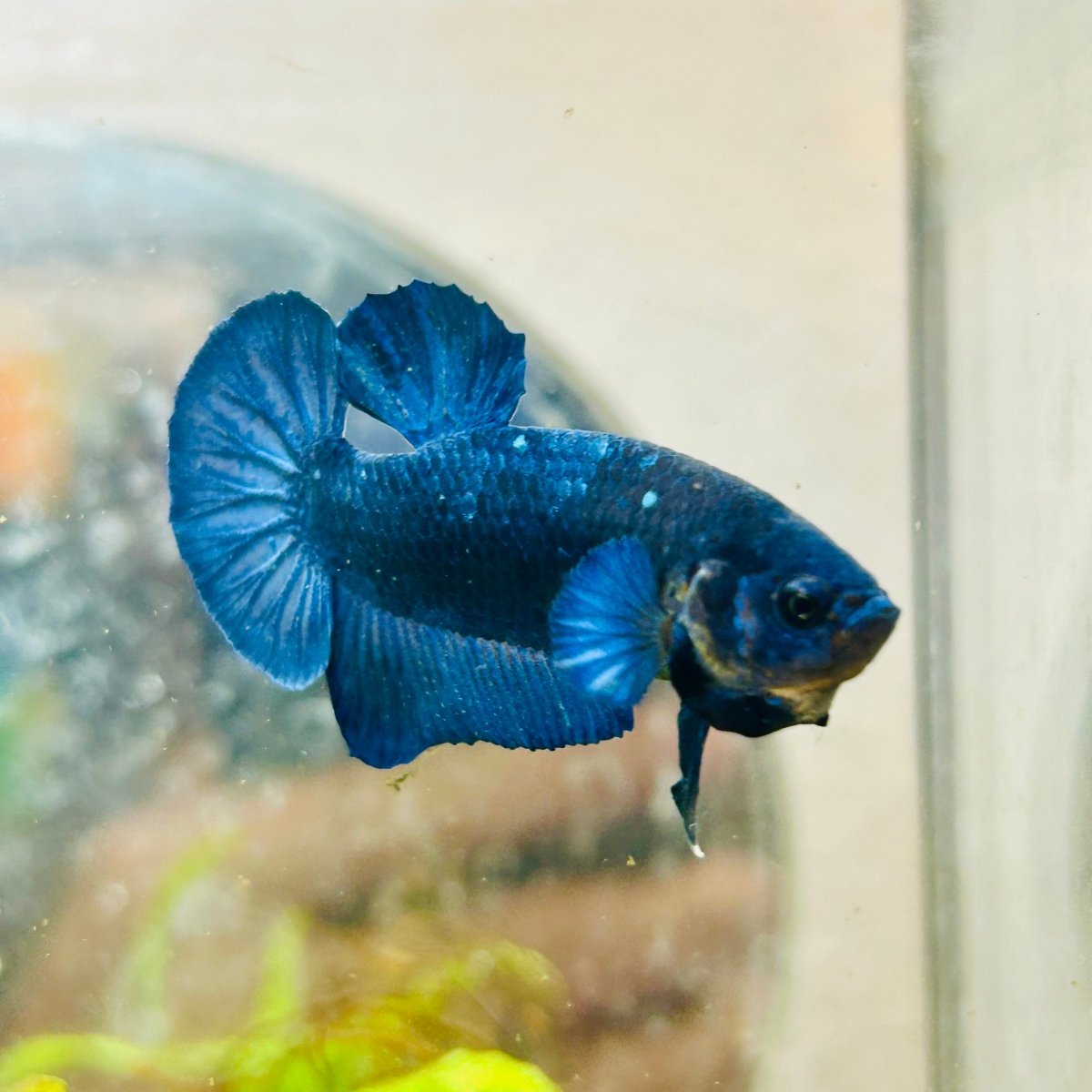 Plakat Royal Blue Male Betta #022