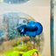Plakat Royal Blue Male Betta 175 Male betta