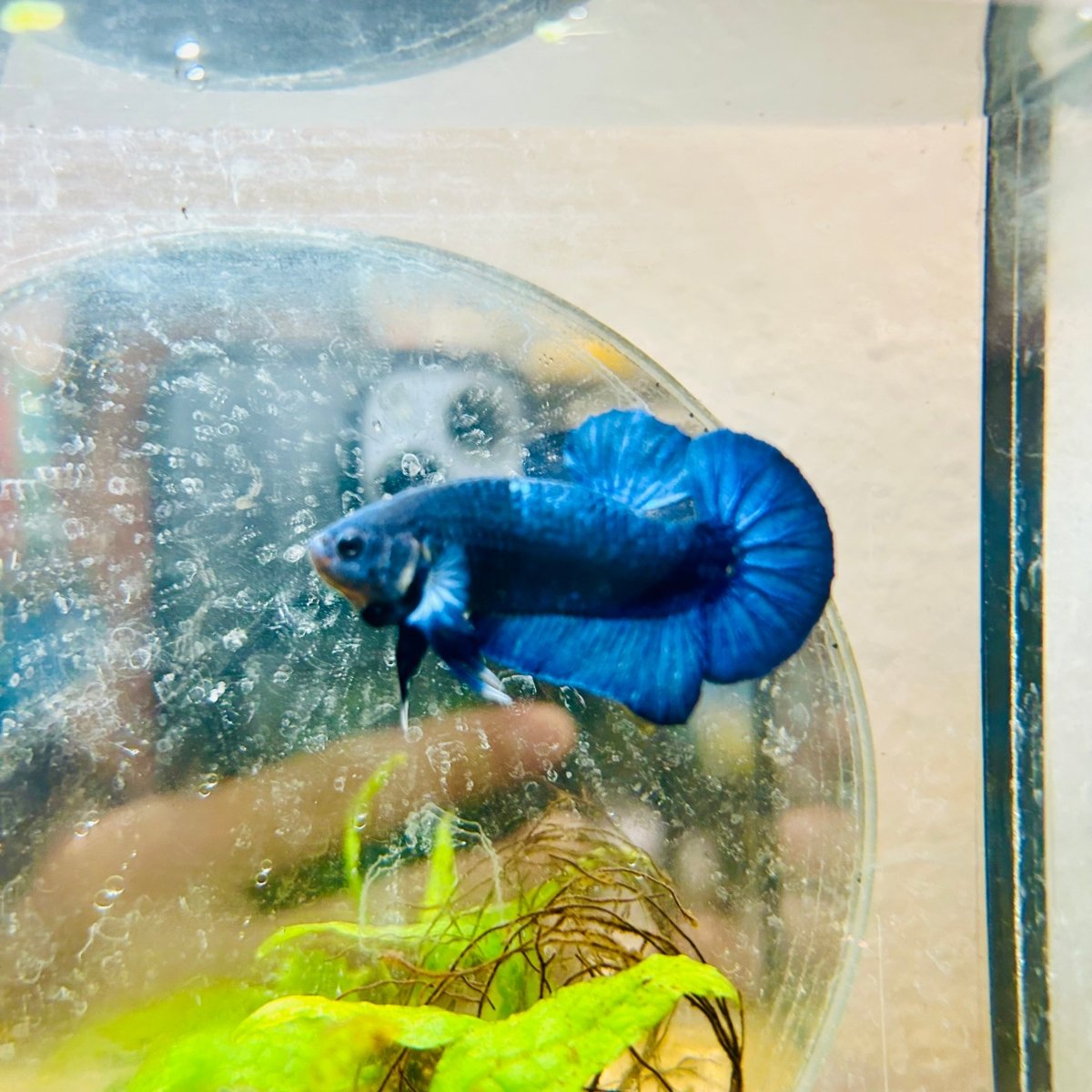 Plakat Royal Blue Male Betta #022