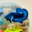 Plakat Royal Blue Male Betta 175 Male betta