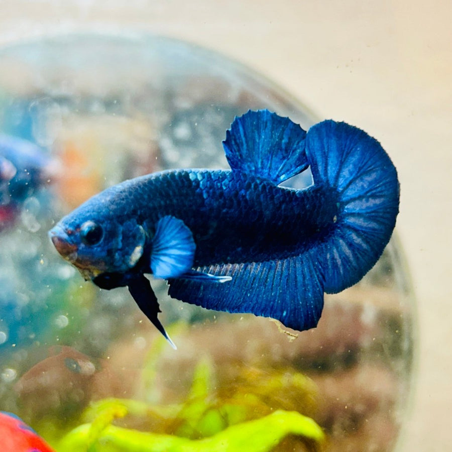 Plakat Royal Blue Male Betta 175 Male betta