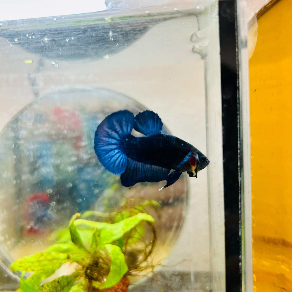 Plakat Royal Blue Male Betta #022