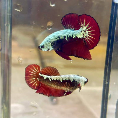 Plakat Samurai Blood Red - Betta Breeding Pair