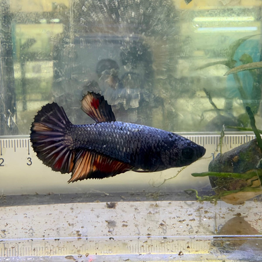Plakat Samurai Nemo Female Betta #Au28 Female betta
