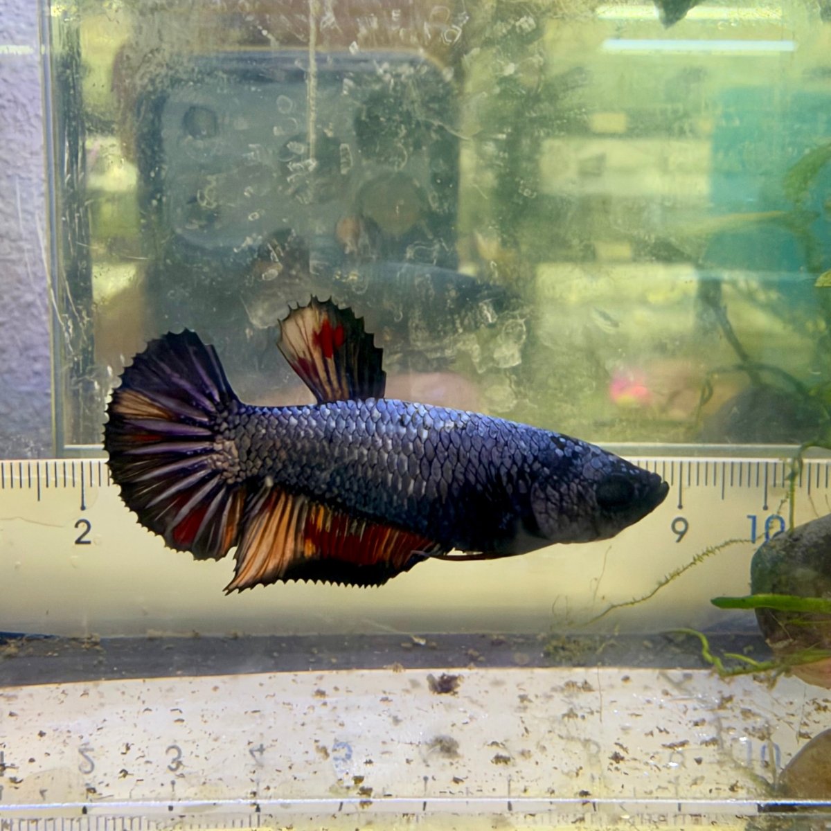 Betta hembra Plakat Samurai Nemo #Au28