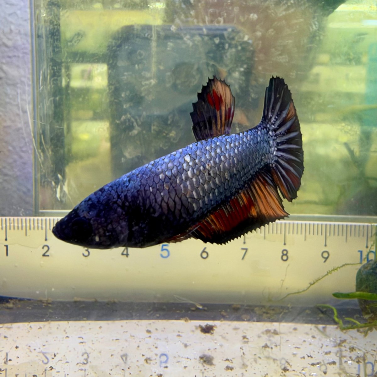 Betta hembra Plakat Samurai Nemo #Au28