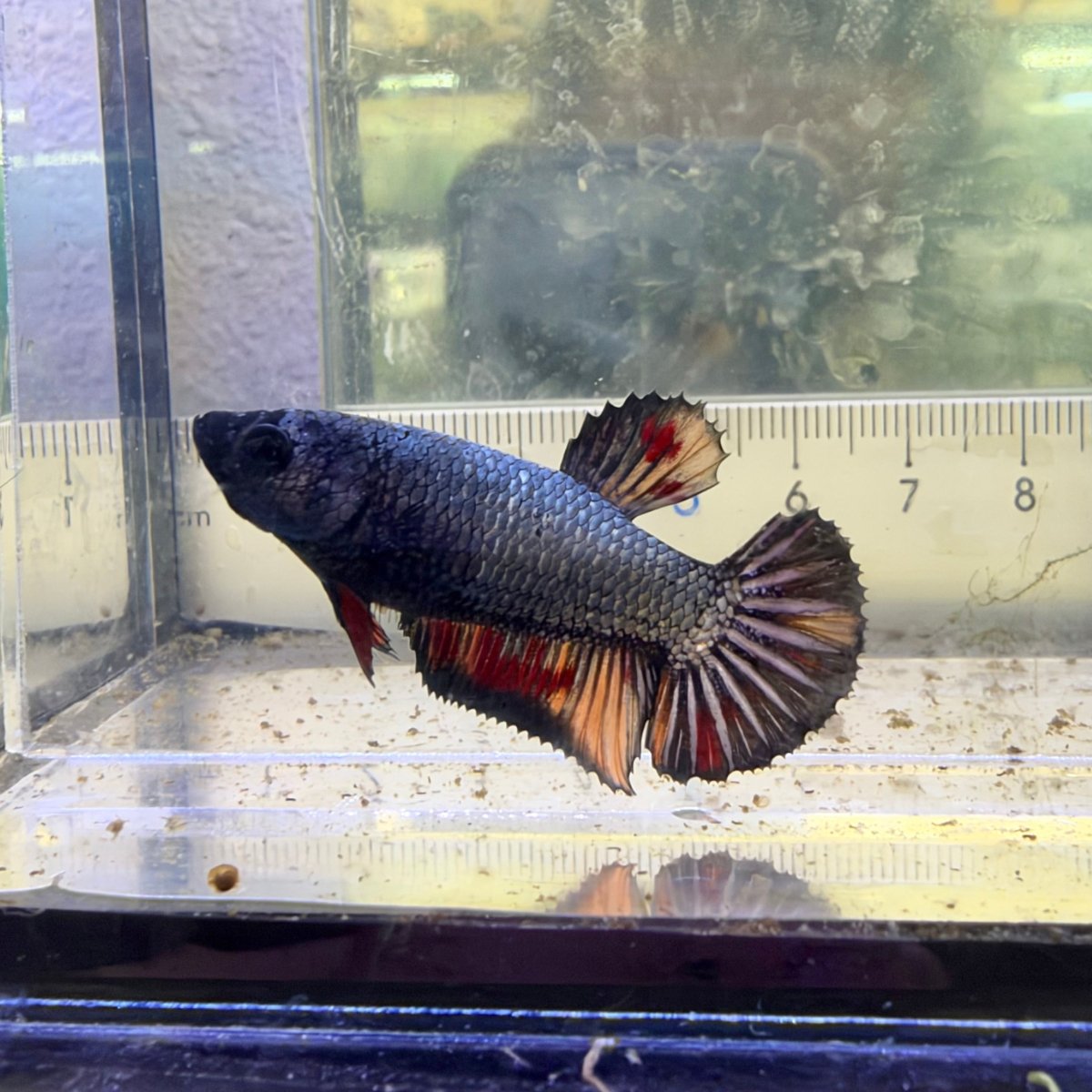 Betta hembra Plakat Samurai Nemo #Au28