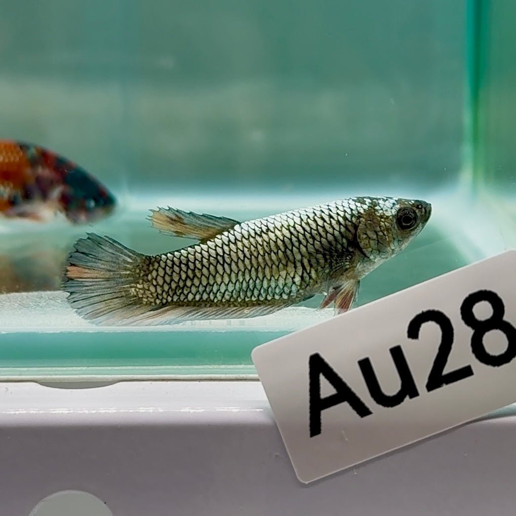 Plakat Samurai Nemo Female Betta #Au28
