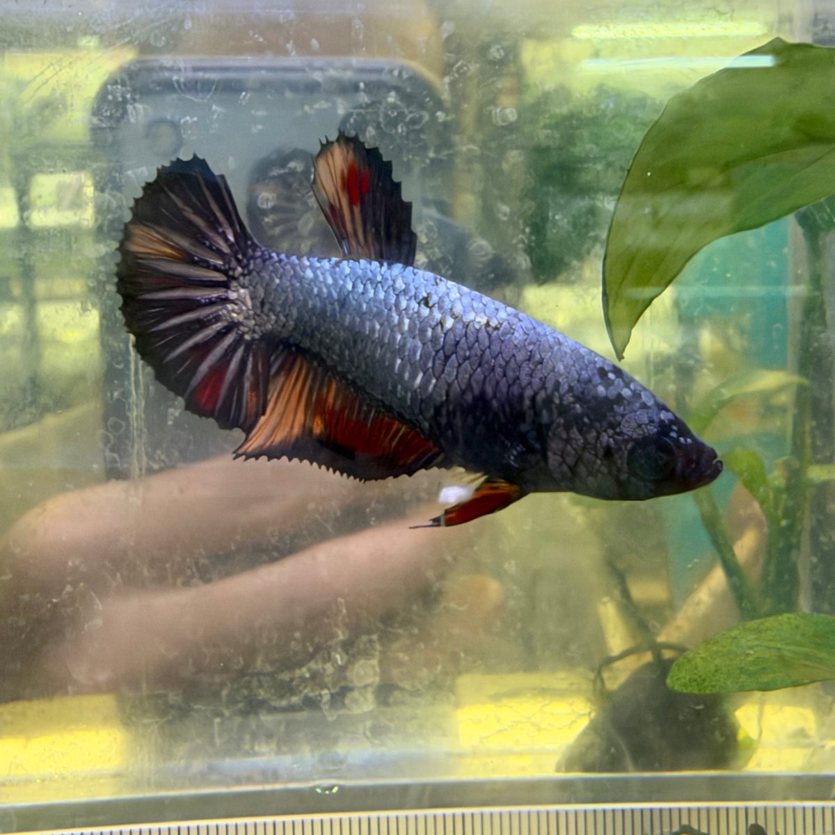 Betta hembra Plakat Samurai Nemo #Au28
