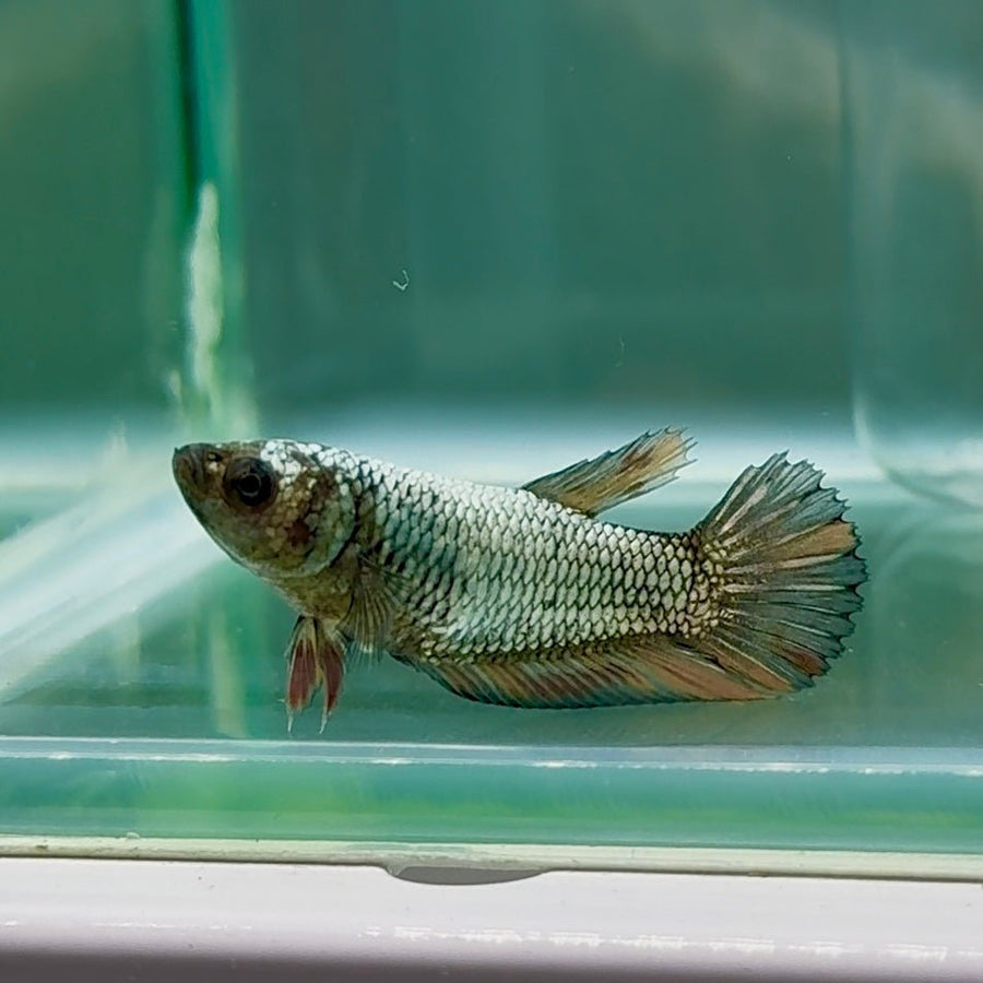 Plakat Samurai Nemo Female Betta Au28 Female betta