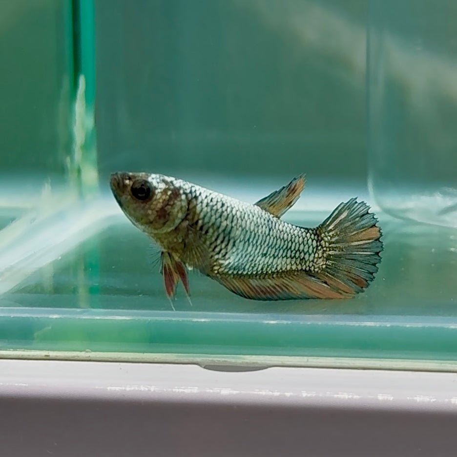 Plakat Samurai Nemo Female Betta #Au28