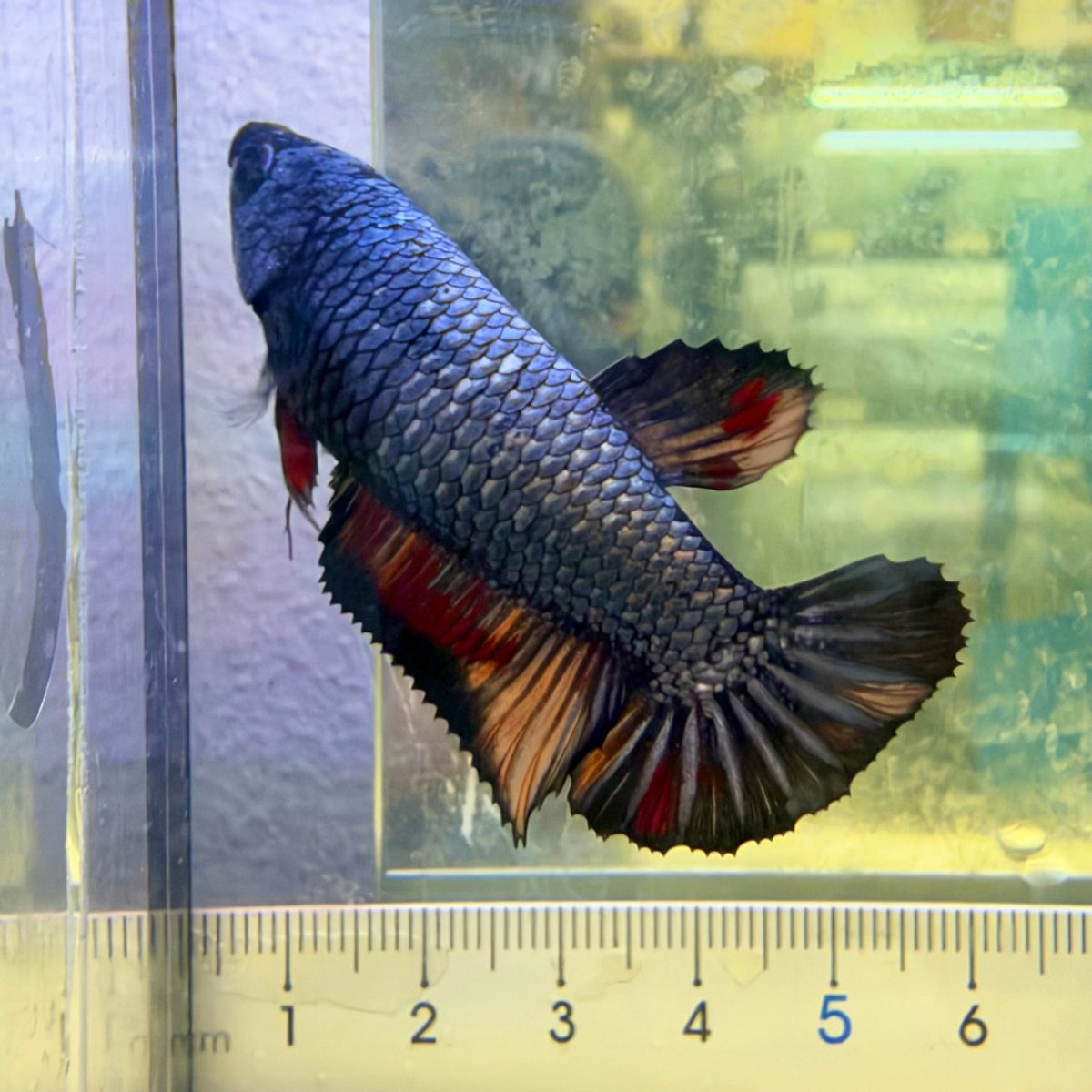 Betta hembra Plakat Samurai Nemo #Au28