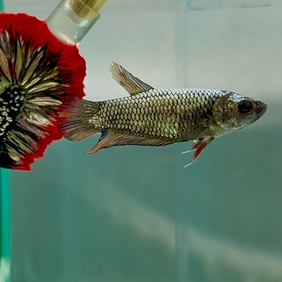 Plakat Samurai Nemo Female Betta #Au28