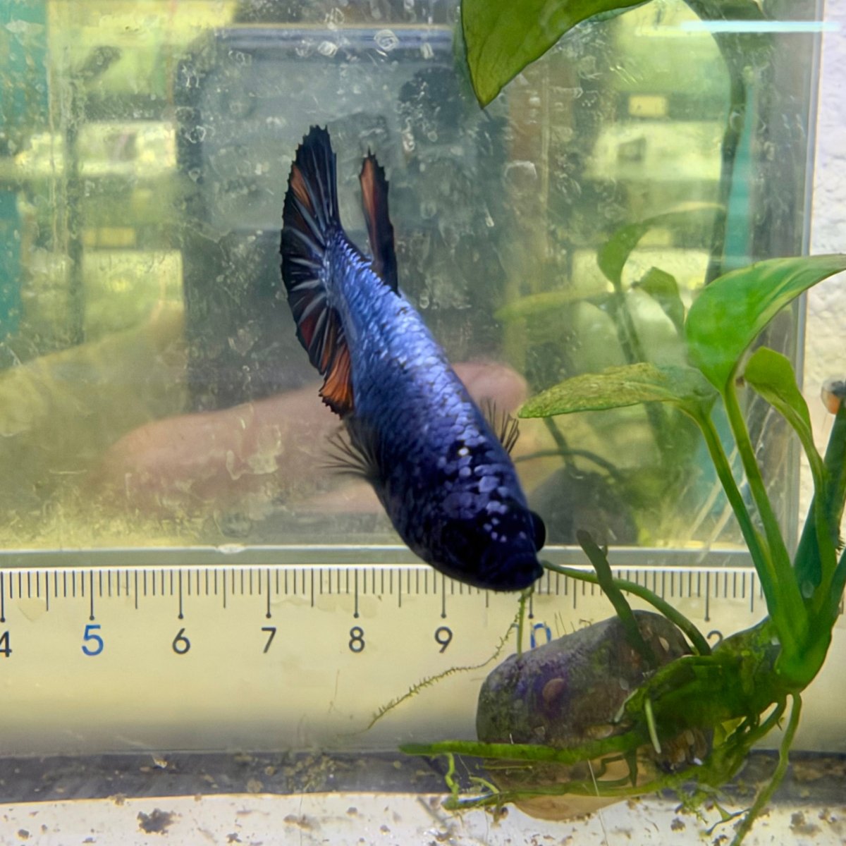 Betta hembra Plakat Samurai Nemo #Au28