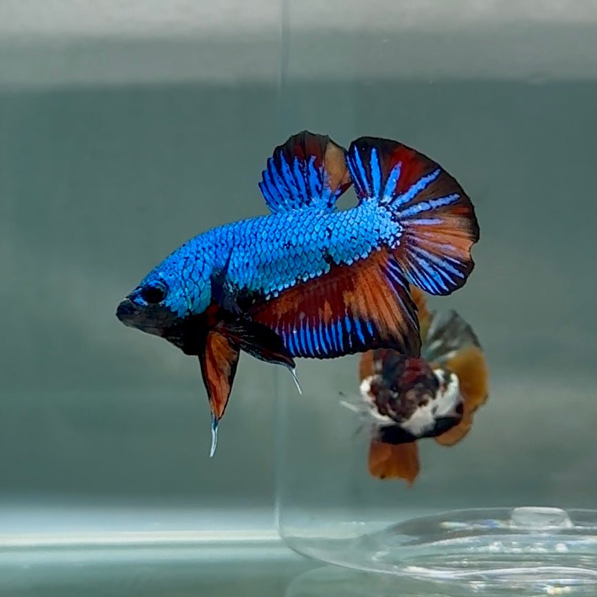 Plakat Samurai Nemo Male Betta #Au29