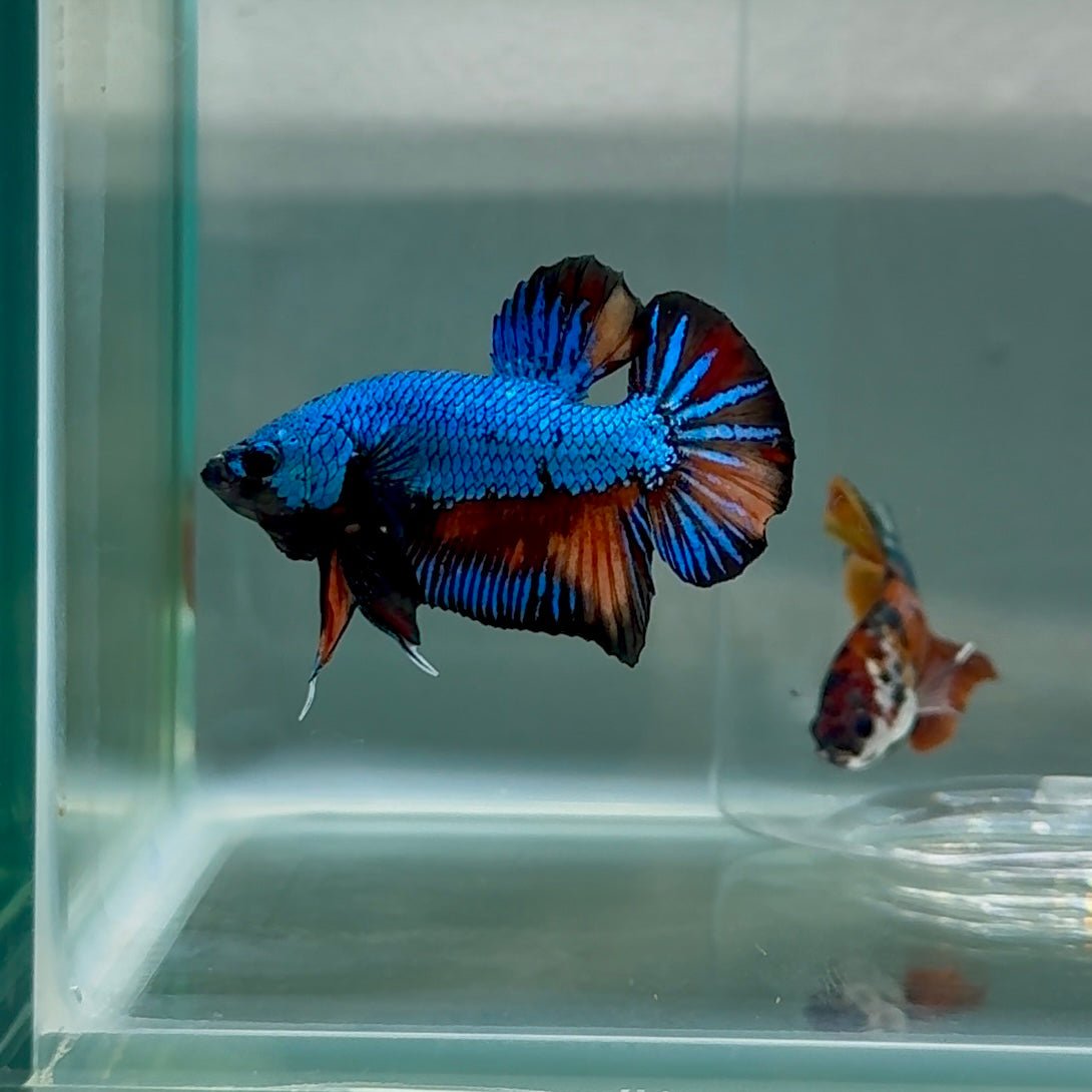 Plakat Samurai Nemo Male Betta #Au29
