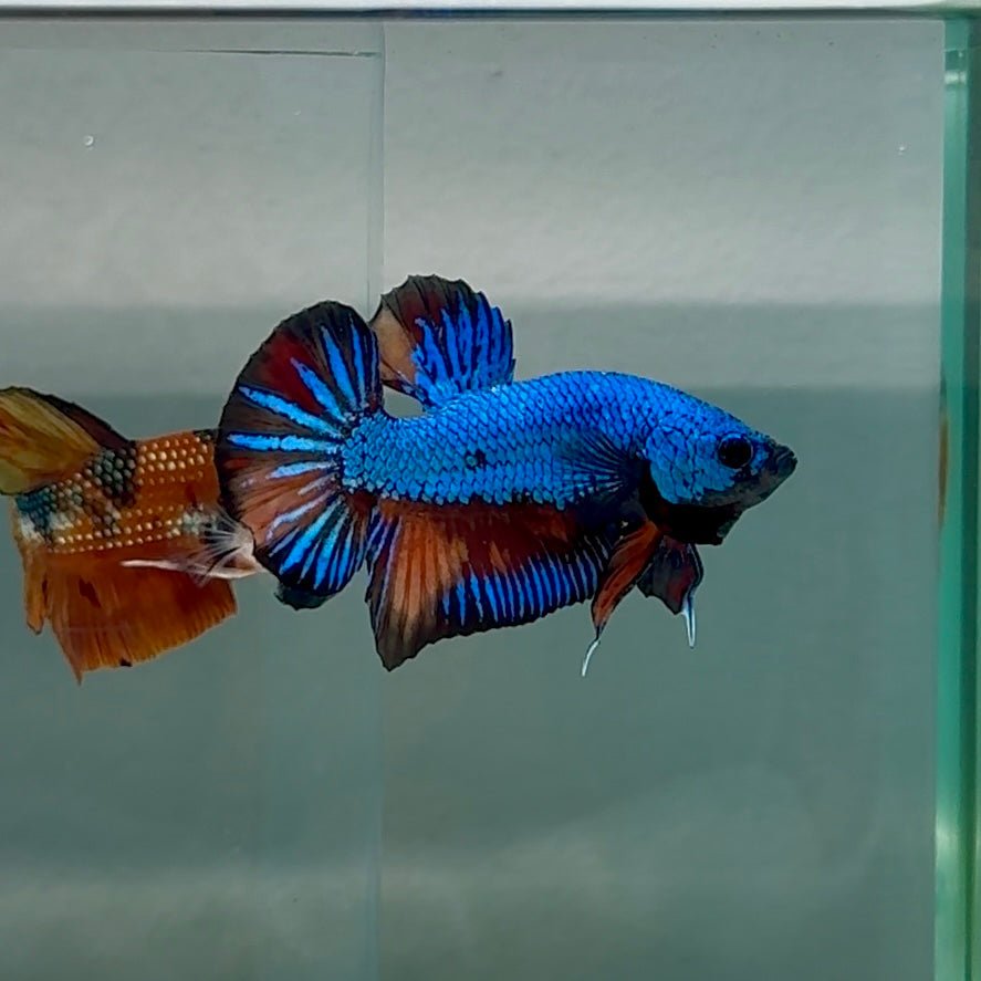 Plakat Samurai Nemo Male Betta #Au29