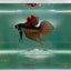 Plakat Smaragdina Male Betta M16
