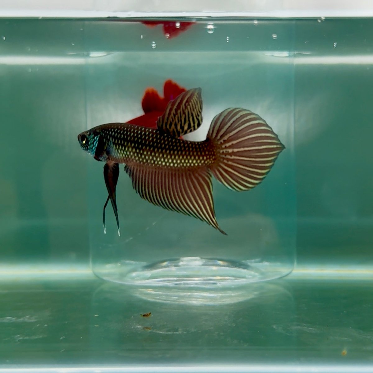 Wild Smaragdina Male Betta #M16