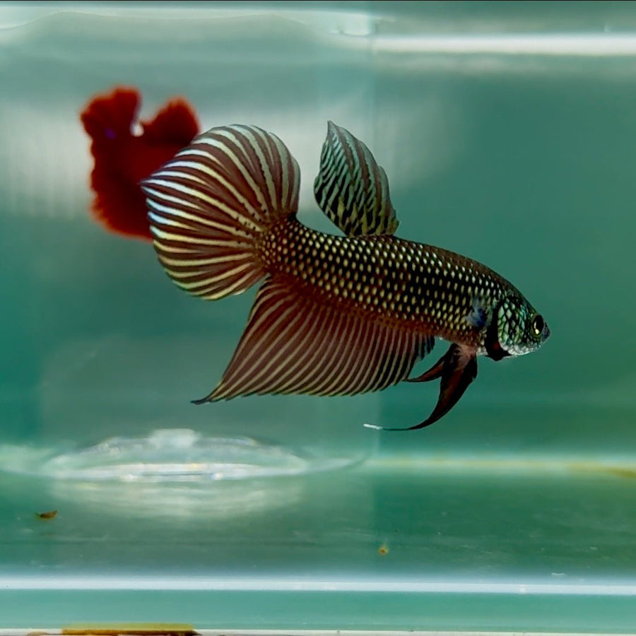 Plakat Smaragdina Male Betta M16