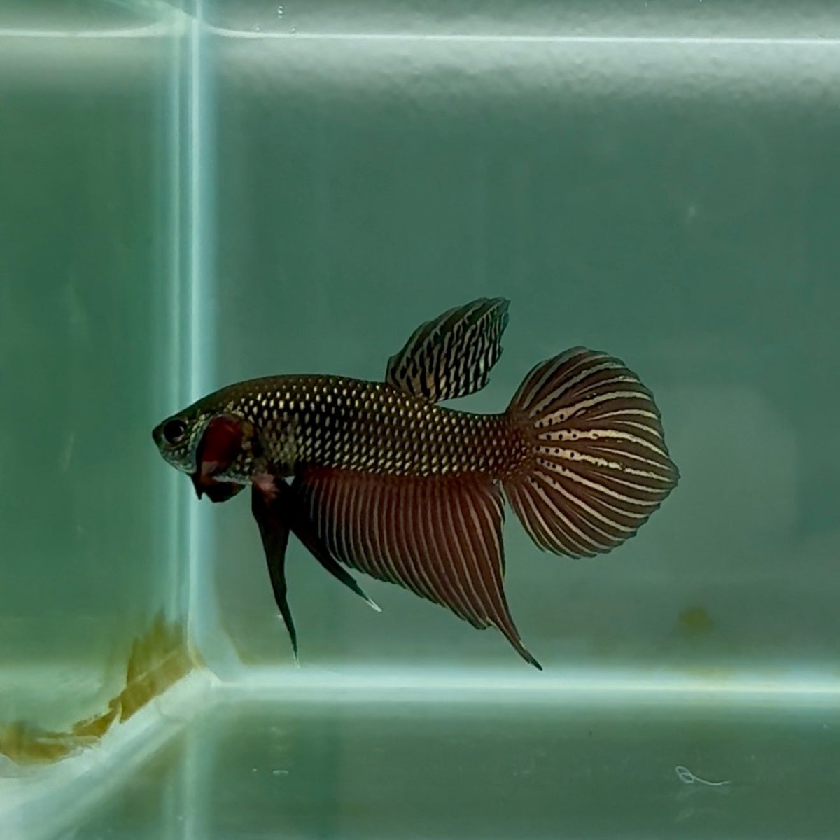 Smaragdina Wild Hybrid Male Betta #M17