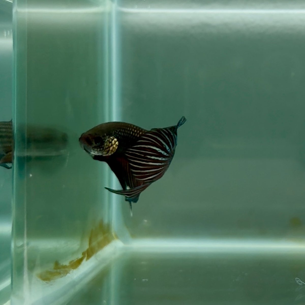 Plakat Smaragdina Male Betta M17