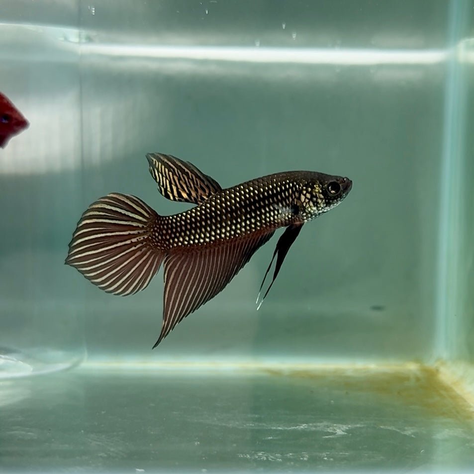 Smaragdina Wild Hybrid Male Betta #M17